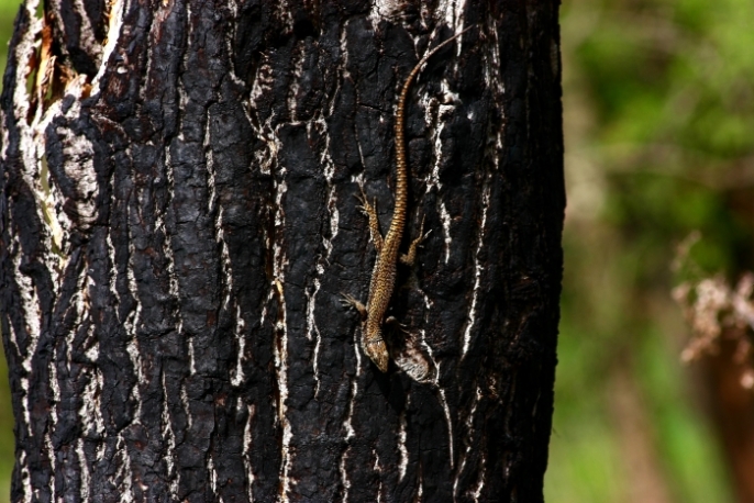 Podarcis muralis?